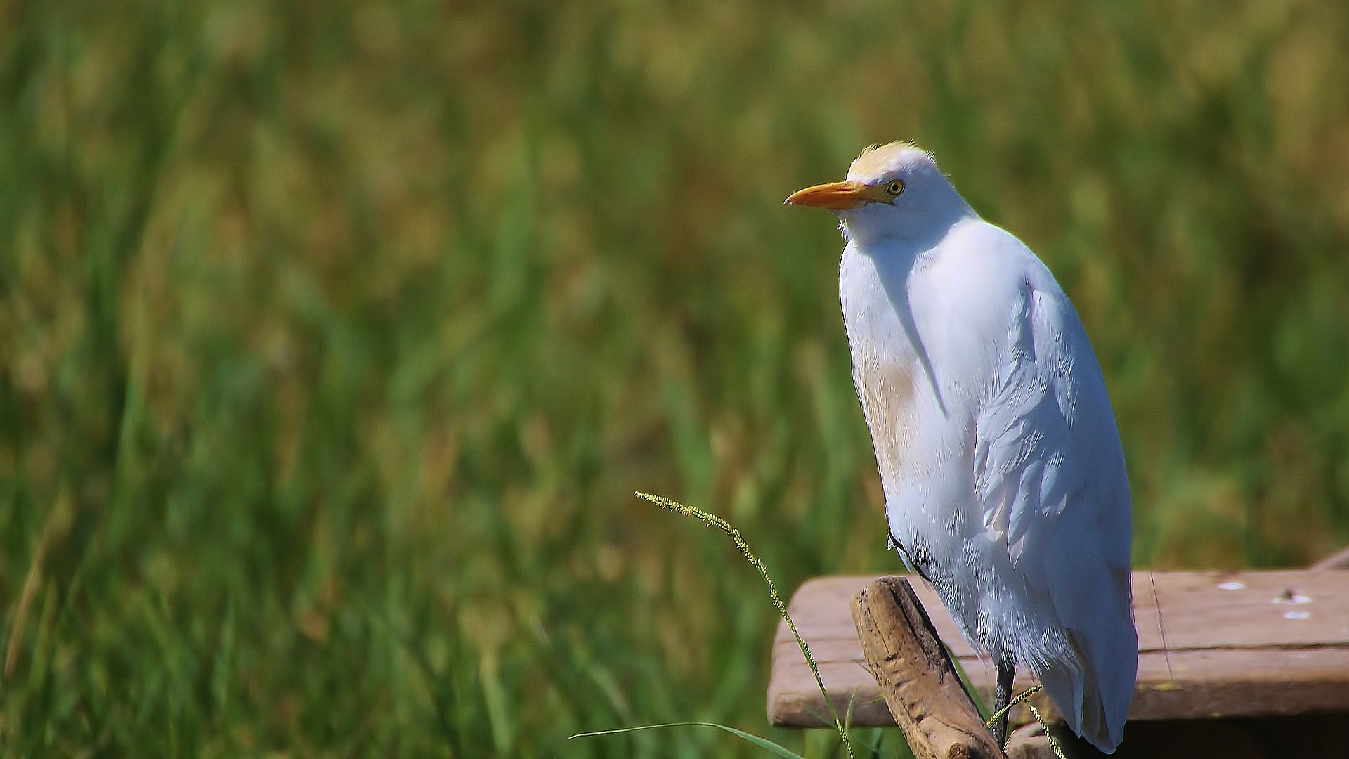 Cattle Egret